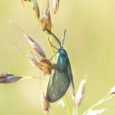 Adscita sp., Pohoří na Šumavě
