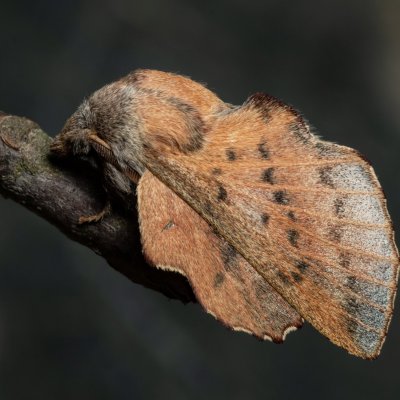 Phyllodesma tremulifolia (bourovec zejkovaný), PR Bosonožský hájek