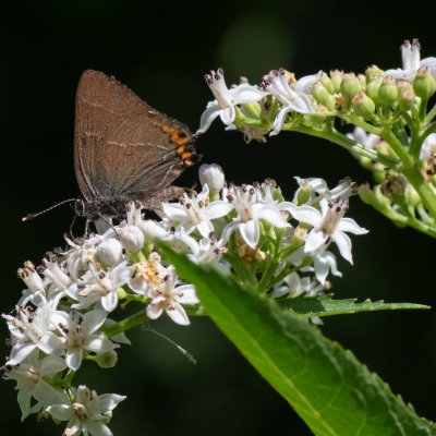 Satyrium w-album (ostruháček jilmový), Helenčino údolí