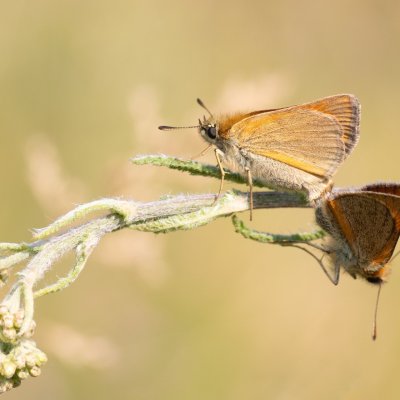 Thymelicus sylvestris (soumračník metlicový), PR Kamenný vrch