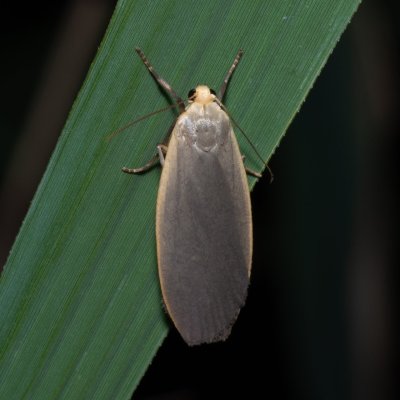 Eilema griseola (lišejníkovec šedý), Hrabětice