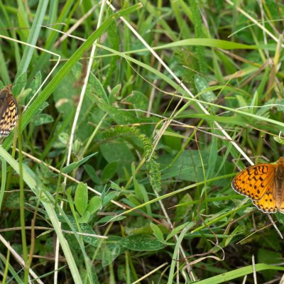Argynnis aglaja (perleťovec velký), SK, Štôla