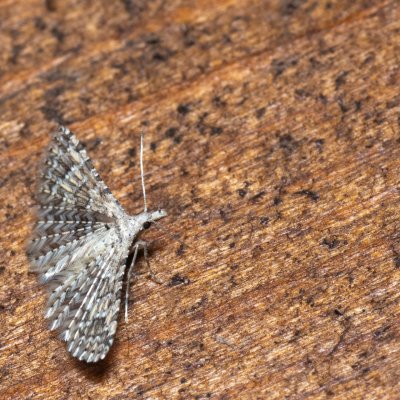 Alucita sp., HR, Krasno