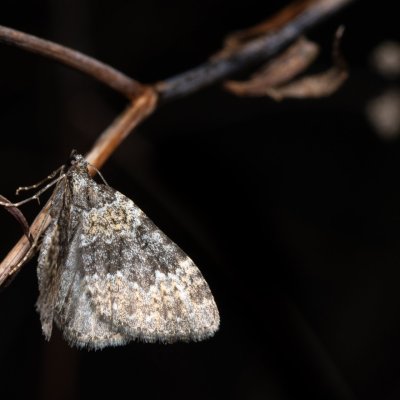 Coenotephria salicata (píďalka siřišťová), NPR Mohelenská hadcová step