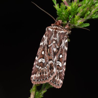 Lycophotia porphyrea (osenice pruhovaná), PP Pohoří na Šumavě