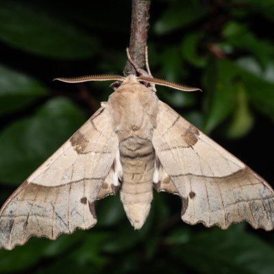Marumba quercus (lišaj dubový), PR Svatý kopeček