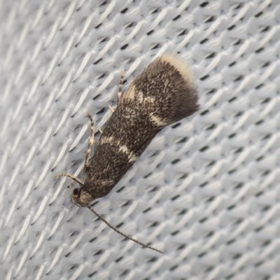 Elachista pullicomella (-), NPP Na Adamcích