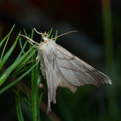 Ennomos erosaria (zejkovec lipový), PP Černice