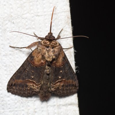 Abrostola triplasia (kovolesklec černočárný), PP Černice