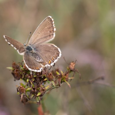 Polyommatus coridon (modrásek vikvicový), PR Biskoupský kopec