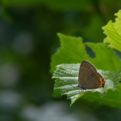 Satyrium pruni (ostruháček švestkový), NPR Mohelenská hadcová step