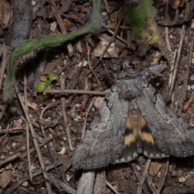 Catocala eutychea (-), GR, Myrtidion monastery, Korfu