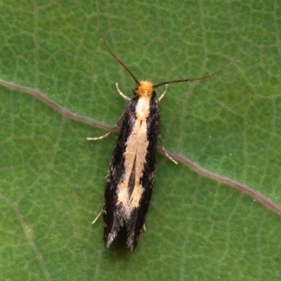 Monopis obviella (-), Hády