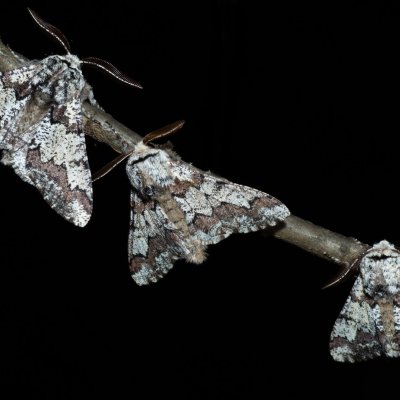 Biston strataria (drsnokřídlec lipový), Kývalka