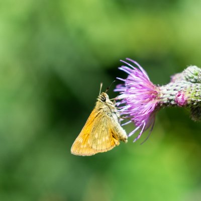 Ochlodes sylvanus (soumračník rezavý), Kývalka