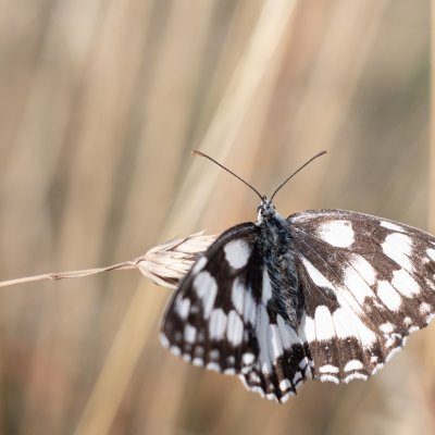 Melanargia galathea (okáč bojínkový), Žebětín