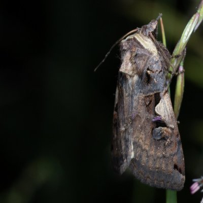 Xestia c-nigrum (osenice černé C), PR Kamenný vrch