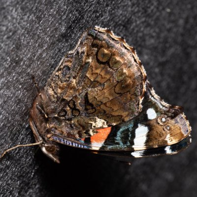 Vanessa atalanta (babočka admirál), Kývalka