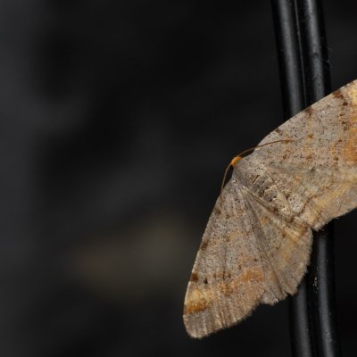 Macaria liturata (kropenatec sosnový), jeskyně Výpustek