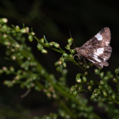 Tyta luctuosa (tmavoskvrnka svlačcová), NPP Váté písky