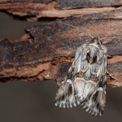 Calophasia lunula (jasnobarvec květelový), Devět křížů