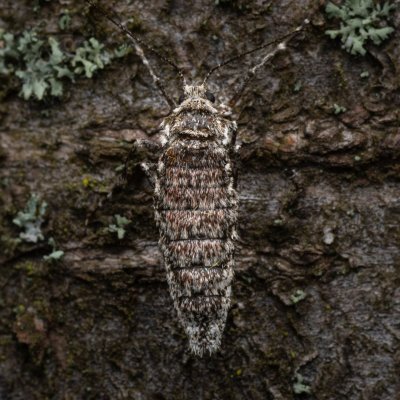 Phigalia pilosaria (drsnokřídlec hrušňový), PR Kamenný vrch