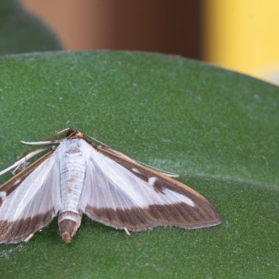 Cydalima perspectalis (zavíječ zimostrázový), Žebětín