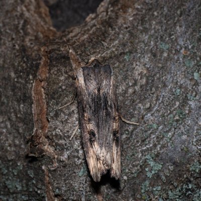 Xylena exsoleta (dřevobarvec bodlákový), PR Kamenný vrch