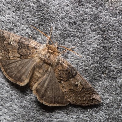 Tethea or (můřice obecná), Žebětín