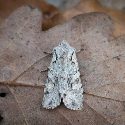 Lithophane ornitopus (dřevobarvec lesní), Žebětín
