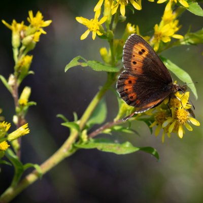 Erebia euryale (okáč rudopásný), SK, NPR Furkotská dolina, Tatry