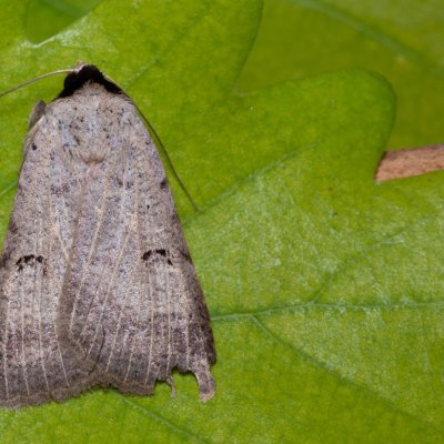 Lygephila craccae (hnědopáska vikvicová), Hornek