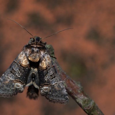 Abrostola sp., Hornek