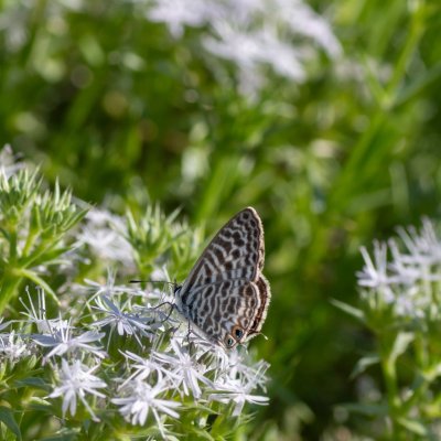 Leptotes pirithous (modrásek tažný), HR, Cesarica