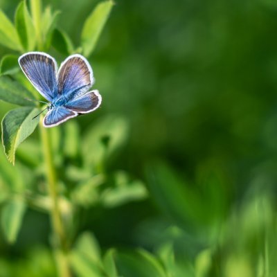 Plebejus argus (modrásek černolemý), Žebětín