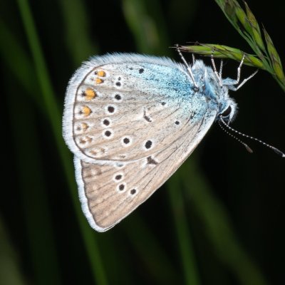 Polyommatus amandus (modrásek ušlechtilý), PP Prameniště Pohořského potoka