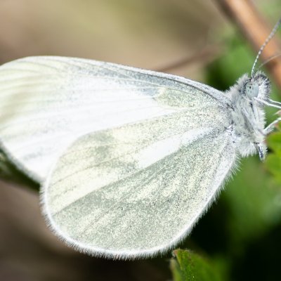 Leptidea juvernica/sinapis (bělásek luční/hrachorový), NPP Pouzdřanská step - Kolby