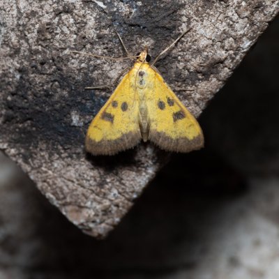 Mecyna trinalis (zavíječ trojtečný), PR Svatý kopeček