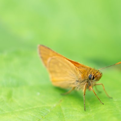 Ochlodes sylvanus (soumračník rezavý), Kývalka