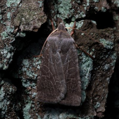 Conistra vaccinii (zimovnice brusnicová), Žebětín