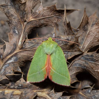 Pseudoips prasinana (zeleněnka buková), PP Na cvičišti