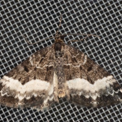 Euphyia unangulata (píďalka jednozubá), PP Pohoří na Šumavě