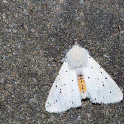 Spilosoma lubricipeda (přástevník mátový), SK, Súľov-Hradná