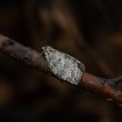 Epirrita sp., Žebětín