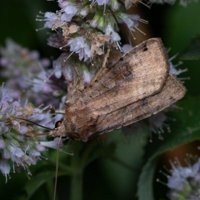 Xestia baja (osenice rulíková), PP Augšperský potok