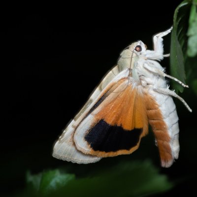 Noctua fimbriata (osenice zemáková), Žebětín