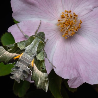 Proserpinus proserpina (lišaj pupalkový), Hády