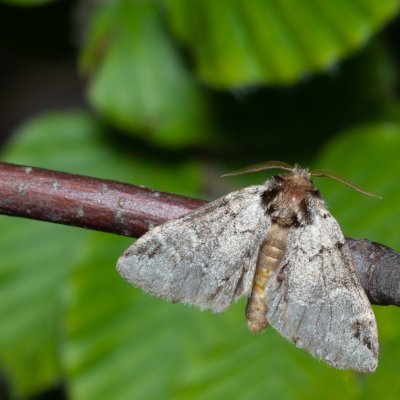 Drymonia obliterata (hřbetozubec tmavoúhlý), NS Bučín