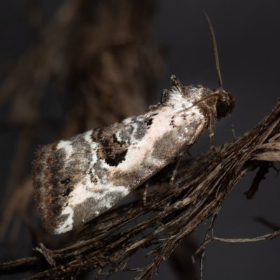 Elaphria venustula (blýskavka narůžovělá), Zbýšovská halda