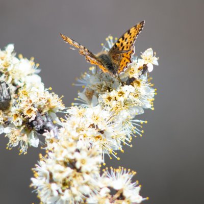 Issoria lathonia (perleťovec malý), NPP Pouzdřanská step - Kolby